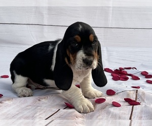 Basset Hound Puppy for Sale in CARROLLTON, Georgia USA