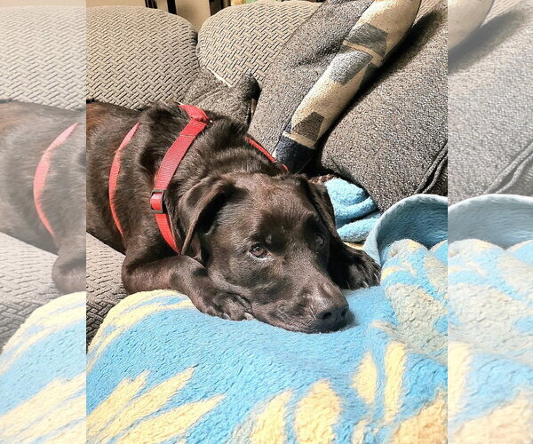 Medium Photo #15 Labrador Retriever-Unknown Mix Puppy For Sale in Germantown, OH, USA