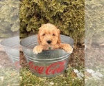 Small Photo #3 Cockapoo (Miniature) Puppy For Sale in MIDDLEBURY, IN, USA