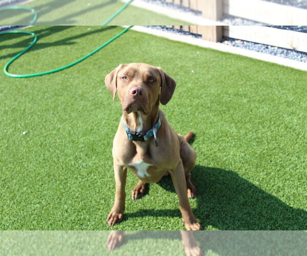 Medium Photo #2 Chocolate Labrador retriever-Unknown Mix Puppy For Sale in Chestertown, MD, USA