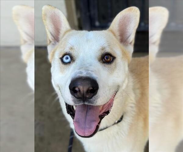 Medium Photo #1 Gerberian Shepsky Puppy For Sale in Woodland, CA, USA