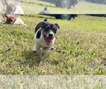 Small Photo #25 Jack Russell Terrier Puppy For Sale in FORT PIERCE, FL, USA