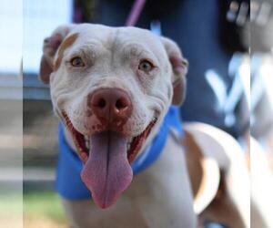 American Staffordshire Terrier-Unknown Mix Dogs for adoption in San Antonio, TX, USA