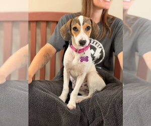 Beagle-Unknown Mix Dogs for adoption in Mundelein, IL, USA