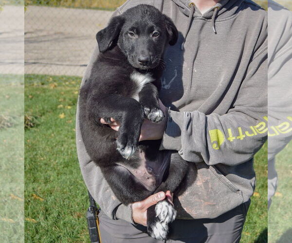 Medium Photo #4 German Shepherd Dog-Unknown Mix Puppy For Sale in Huntley, IL, USA