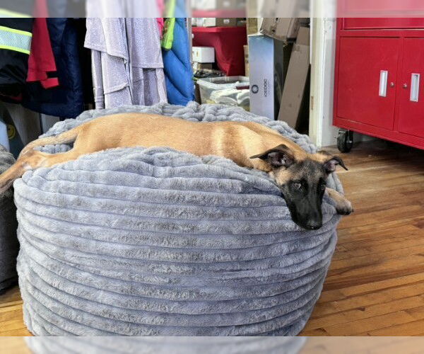 Medium Photo #2 Mutt Puppy For Sale in Sebec, ME, USA