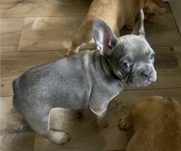 Medium Photo #4 French Bulldog Puppy For Sale in BRIGHTON, CO, USA
