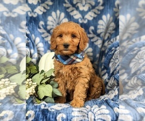Goldendoodle (Miniature) Puppy for sale in OXFORD, PA, USA