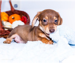Small Photo #13 Dachshund Puppy For Sale in WAKARUSA, IN, USA