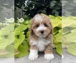 Small #1 Coton de Tulear-Poodle (Toy) Mix