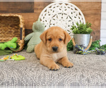 Small #1 Labrador Retriever