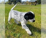 Puppy Spot Australian Cattle Dog-Labrador Retriever Mix