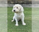 Small #4 Poodle (Miniature) Mix