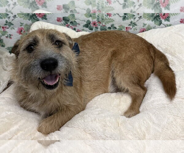 Medium Photo #2 Mutt Puppy For Sale in Wetumpka, AL, USA