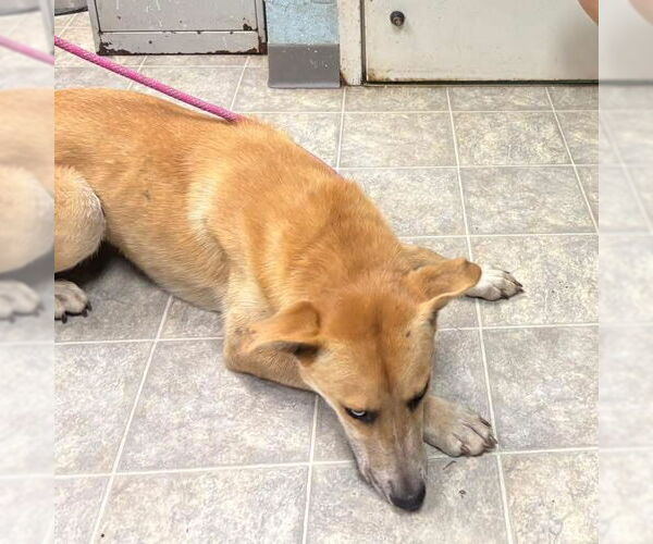 Medium Photo #11 Retriever -Unknown Mix Puppy For Sale in Rustburg, VA, USA