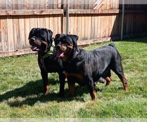 Mother of the Rottweiler puppies born on 09/03/2022