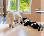 Small #6 Border Collie