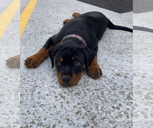Rottweiler Puppy for sale in JACKSONVILLE, FL, USA