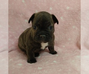 French Bulldog Puppy for sale in JOHNS ISLAND, SC, USA