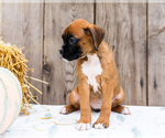 Small #7 Boxer