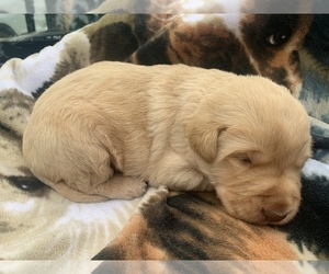 Labradoodle Puppy for sale in DIALVILLE, TX, USA