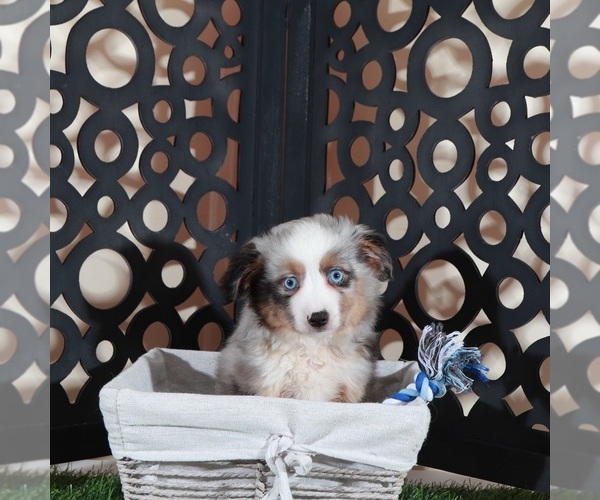 Medium Photo #3 Miniature Australian Shepherd Puppy For Sale in MOUNT VERNON, OH, USA