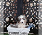 Small #2 Miniature Australian Shepherd