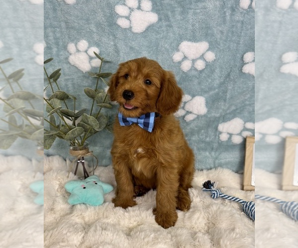 Medium Photo #2 Goldendoodle mix (+ Poodle Miniature) Puppy For Sale in NOBLESVILLE, IN, USA