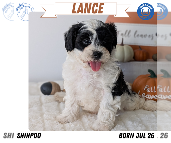 Medium Photo #81 ShihPoo Puppy For Sale in GOSHEN, IN, USA