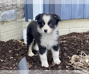 Australian Shepherd Puppy for sale in LODA, IL, USA