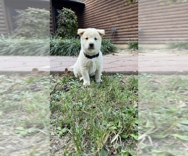 Medium Photo #30 Shiba Inu Puppy For Sale in NEW ATHENS, IL, USA