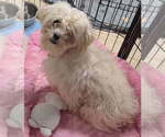 Small #1 Maltipoo (Miniature)