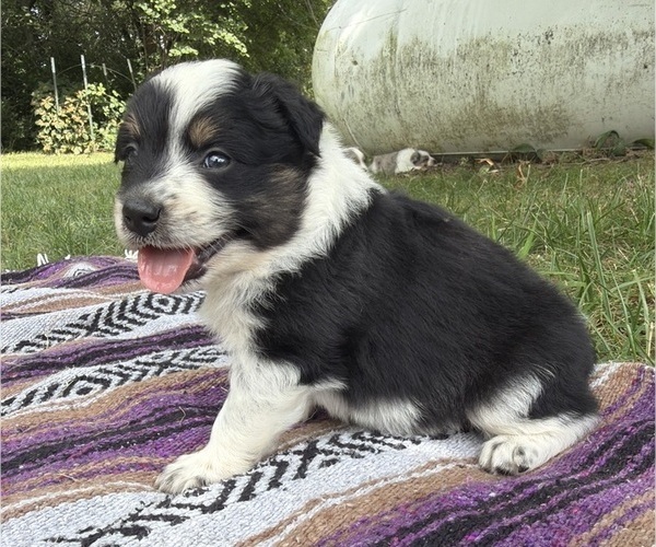 Medium Photo #1 Texas Heeler Puppy For Sale in CONGERVILLE, IL, USA