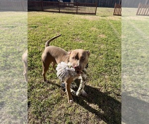 Mother of the American Pit Bull Terrier-German Shepherd Dog Mix puppies born on 04/12/2026