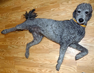 Small Photo #1 Poodle (Standard) Puppy For Sale in RAMONA, CA, USA