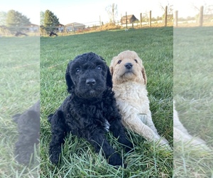 Bernedoodle-Golden Mountain Dog Mix Puppy for sale in BERTHOUD, CO, USA