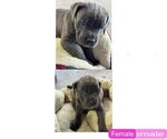 Small Photo #6 Cane Corso Puppy For Sale in MAGNOLIA SQUARE, FL, USA