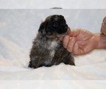 Small #13 ShihPoo