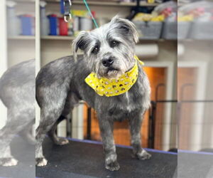 Poodle (Standard)-Unknown Mix Dogs for adoption in Rustburg, VA, USA