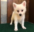 Small Photo #6 Japanese Spitz Puppy For Sale in HOLLYWOOD, CA, USA