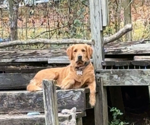 Mother of the Golden Retriever puppies born on 03/02/2026