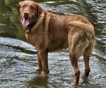 Small Photo #1 Labrador Retriever Puppy For Sale in BUFFALO, NY, USA