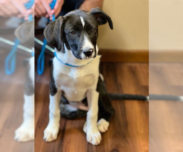 Medium Photo #6 Beagle-Border Collie Mix Puppy For Sale in Mt. Laurel, NJ, USA