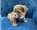 Small #4 English Bulldog