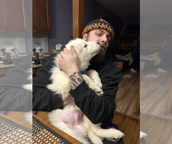 Medium Photo #1 Great Pyrenees Puppy For Sale in Wheaton, IL, USA