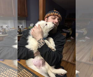 Great Pyrenees Dogs for adoption in Wheaton, IL, USA