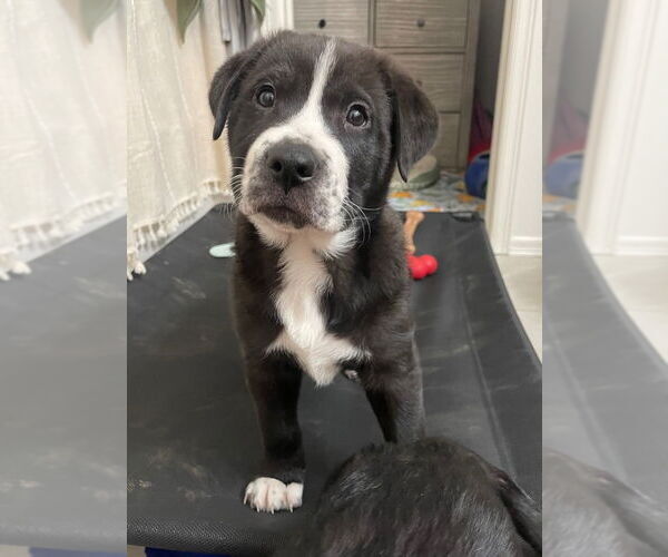 Medium Photo #1 Labrador Retriever-Unknown Mix Puppy For Sale in Claremore, OK, USA