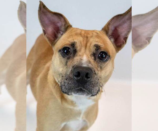 Medium Photo #1 Mutt Puppy For Sale in Kennesaw, GA, USA