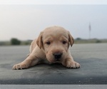 Small Photo #13 Labrador Retriever Puppy For Sale in EATON, CO, USA