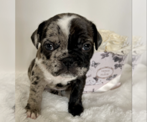 French Bulldog Puppy for Sale in CARLSBAD, California USA